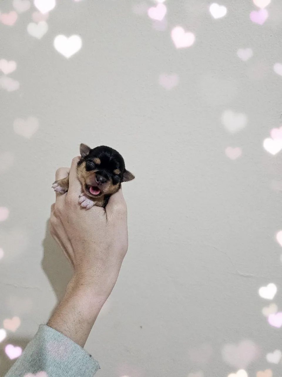 Yorkshire terrier micro  - Foto 4