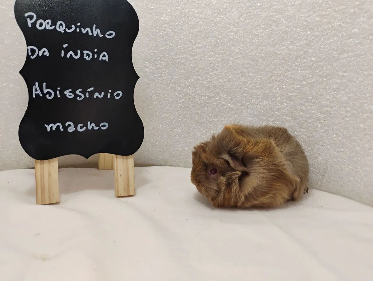 Porquinho da Índia Filhotes 