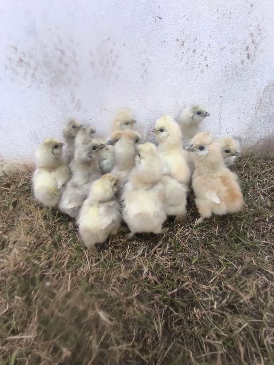 Filhotes de galinha sedosa do Japão 