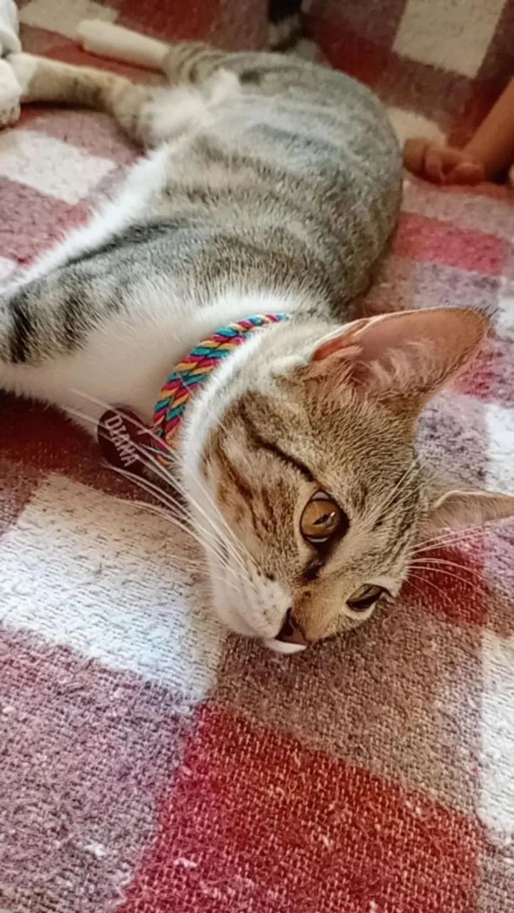 Adoção 