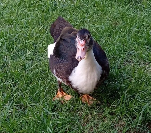 Pato macho