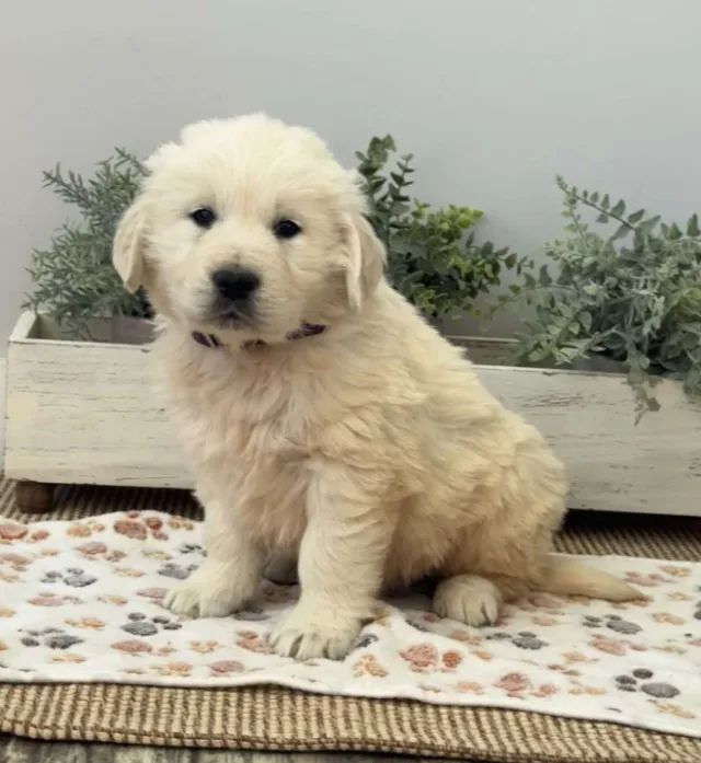 Golden Retriever,Golden Retriever Filhote Selecionado Alta Procedência