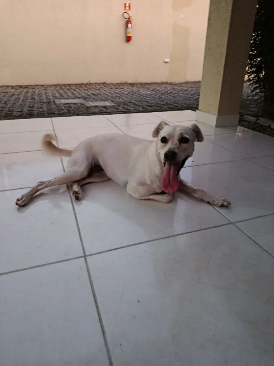 Adoção Responsável 