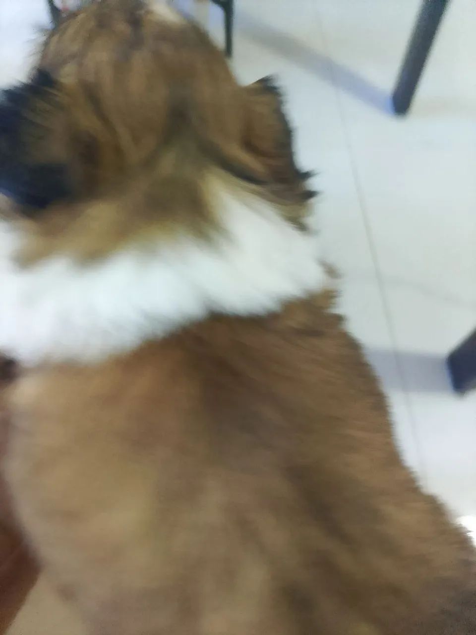 Lindo machinho Shitzu  - Foto 2