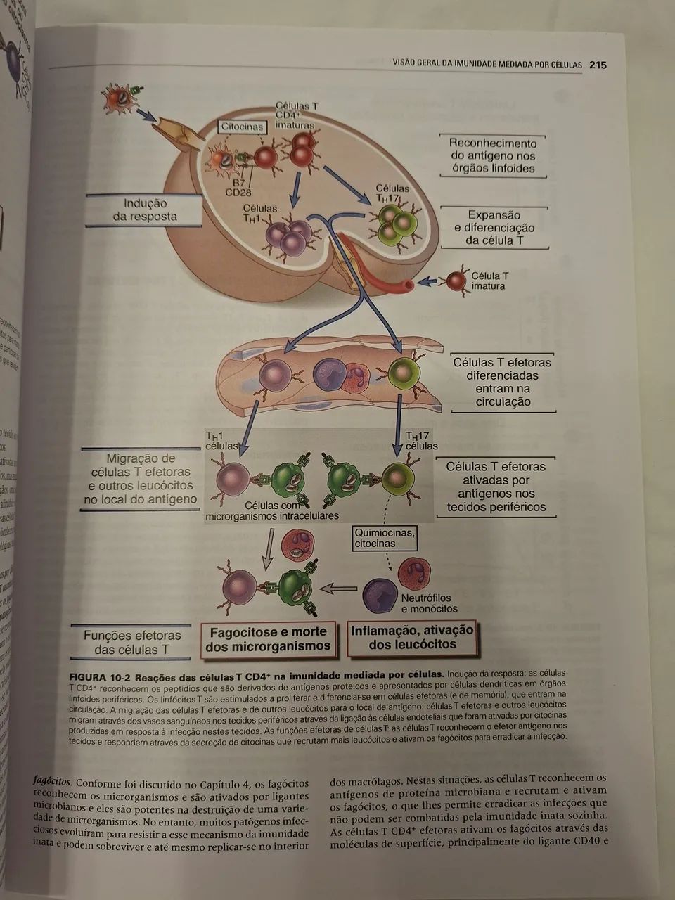 Imunologia Celular e Molecular - Foto 5