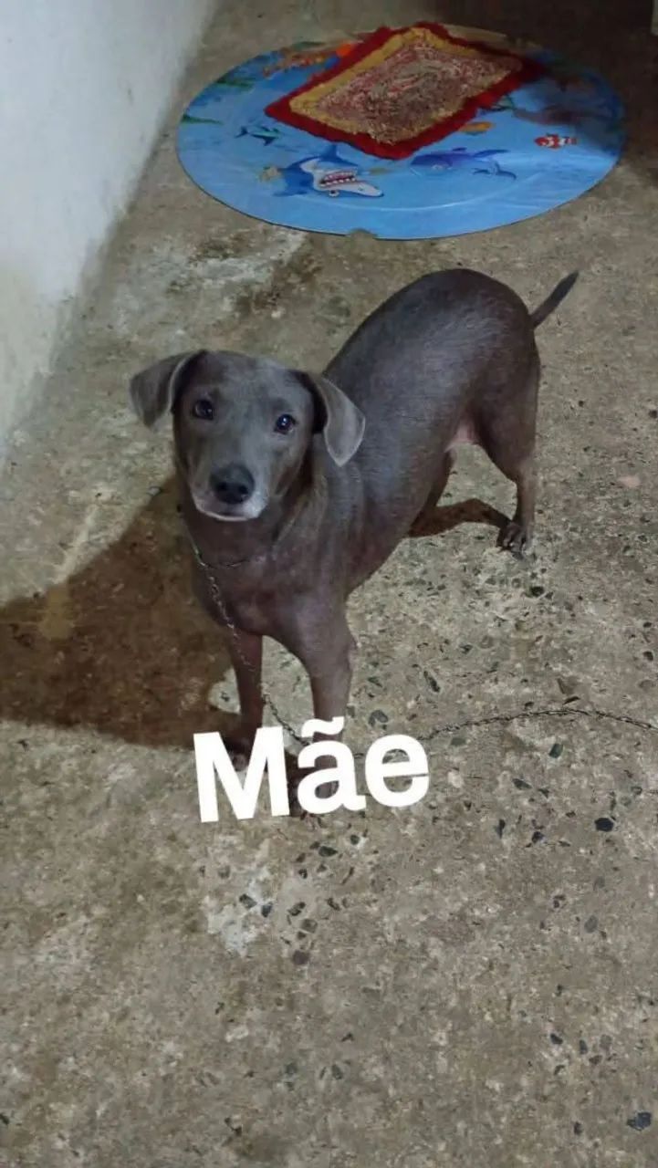 Doação macho  - Foto 2