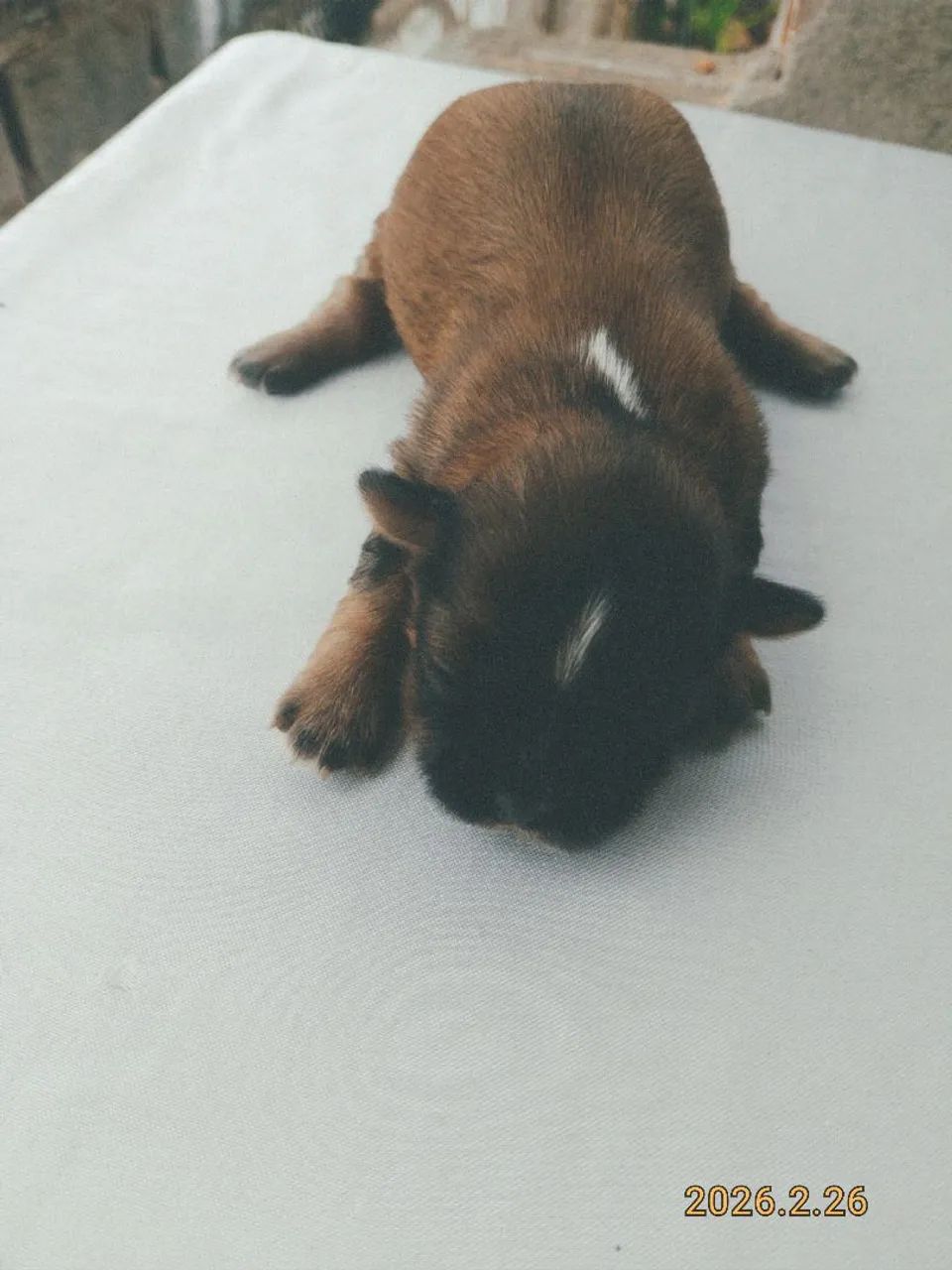 Lhasa Apso  - Foto 3