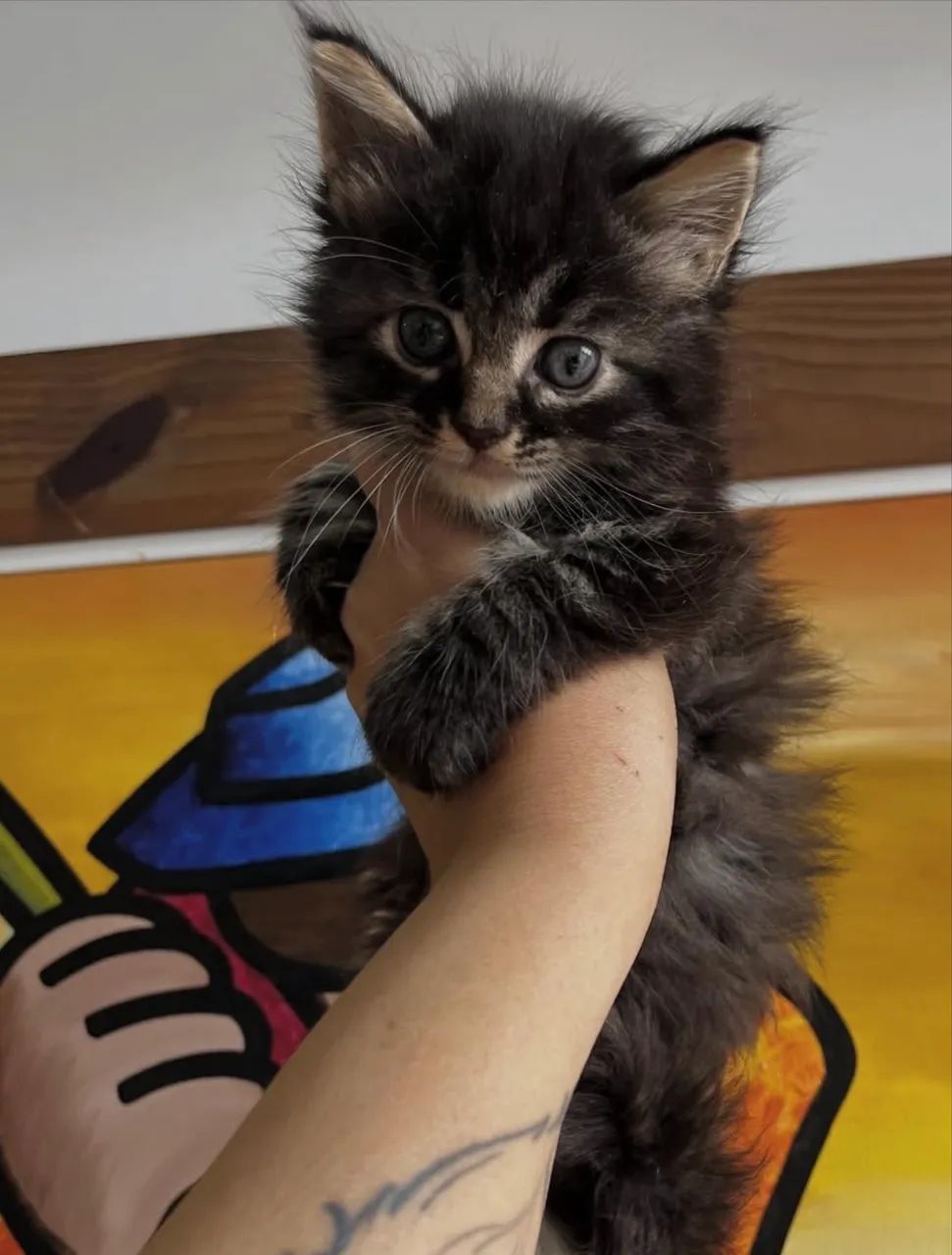 Filhotes de Maine coon - Foto 5