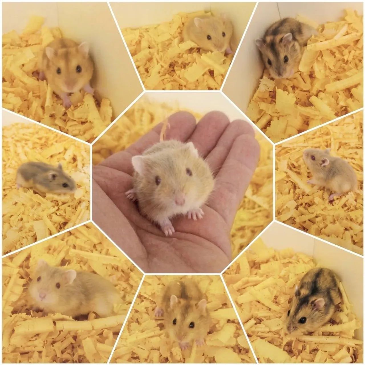 Hamster  - Foto 3