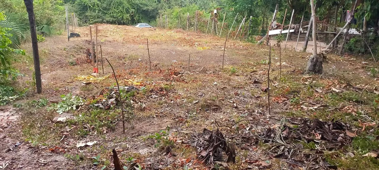Vendo terreno no sta maria  - Foto 3