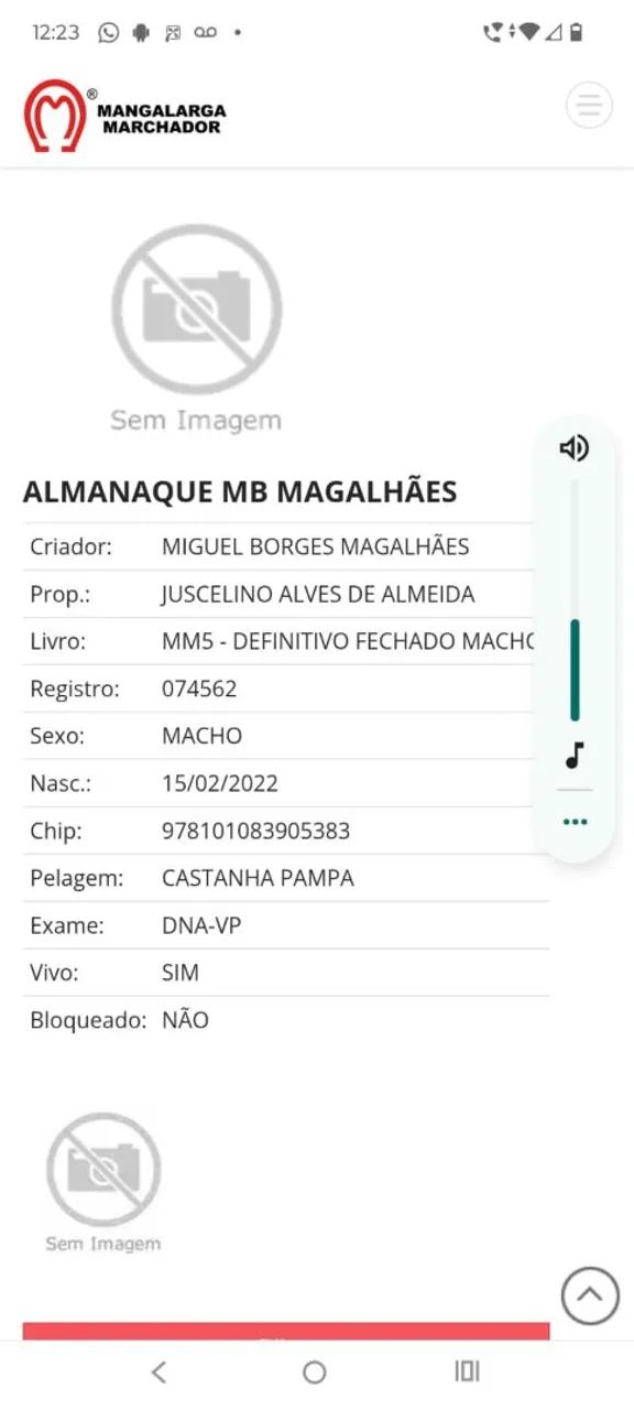 Garanhão mangalarga registrado  - Foto 6