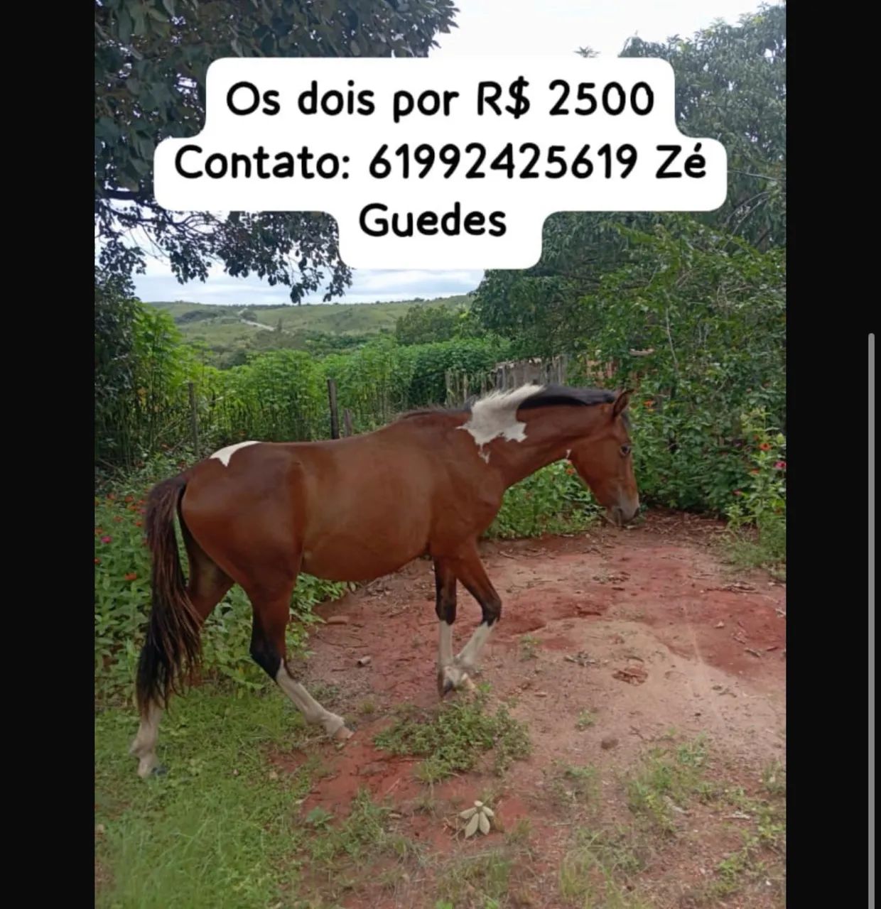 Cavalo - Foto 2