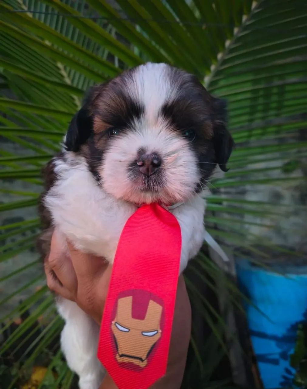 Shitzu macho 