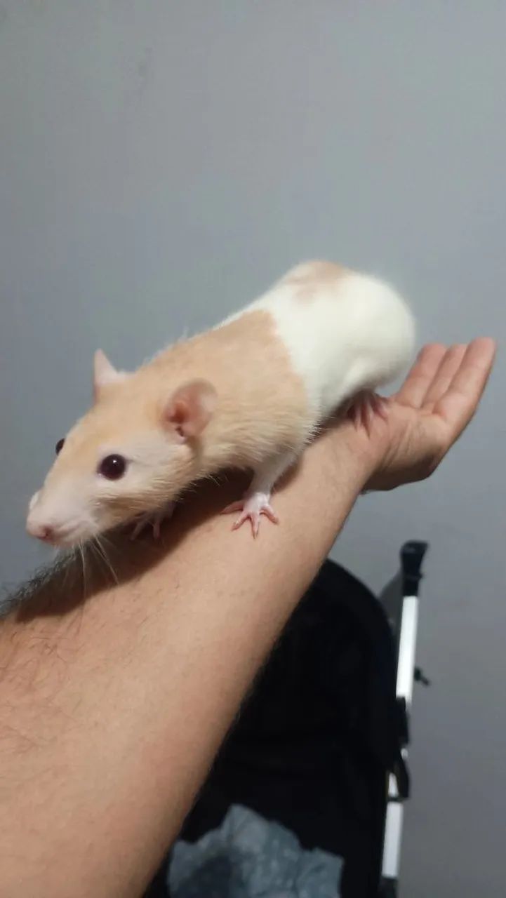 hamster twister  - Foto 2