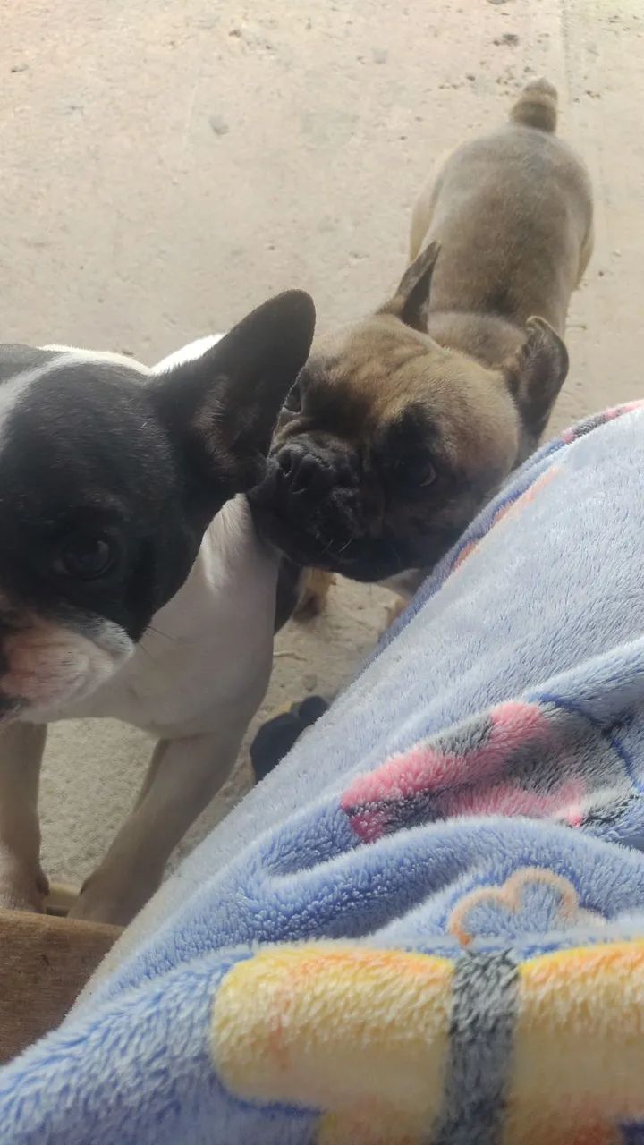 Buldogue francês  - Foto 3