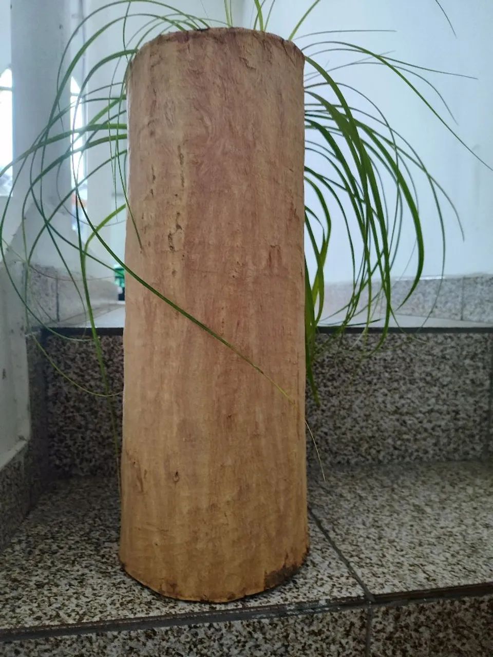 Tronco de árvore  - Foto 2