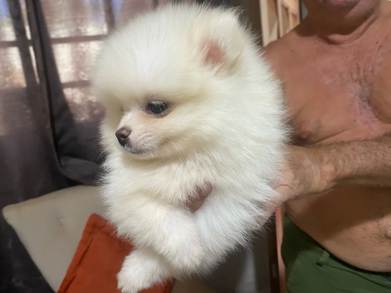 Spitz alemão anao - Foto 4