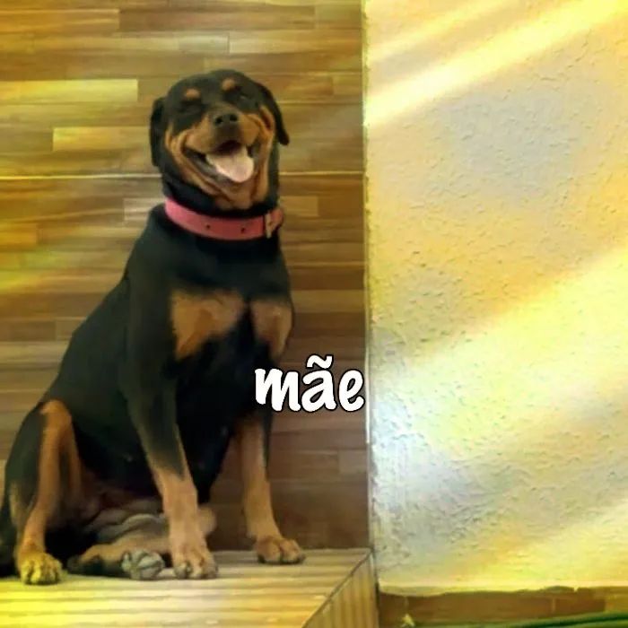 Rottweiler  - Foto 3