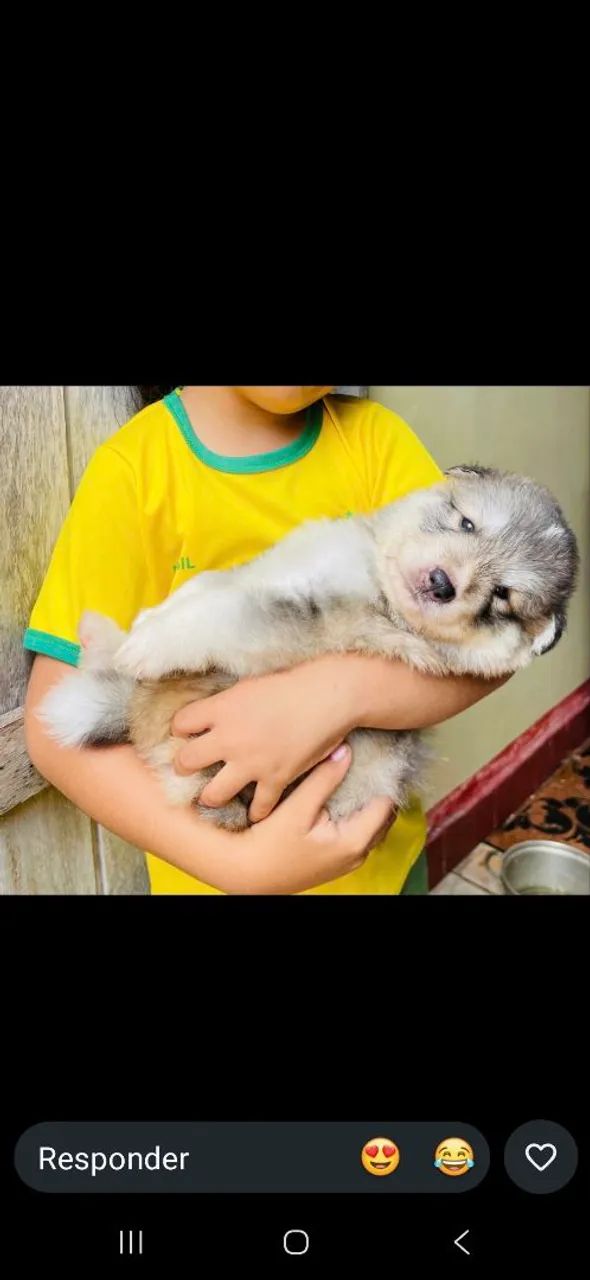 Husky siberiano - Foto 2