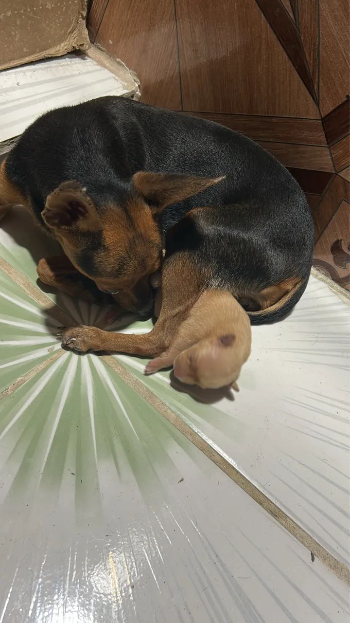 Filhote de Pinscher fêmea n:1  - Foto 5