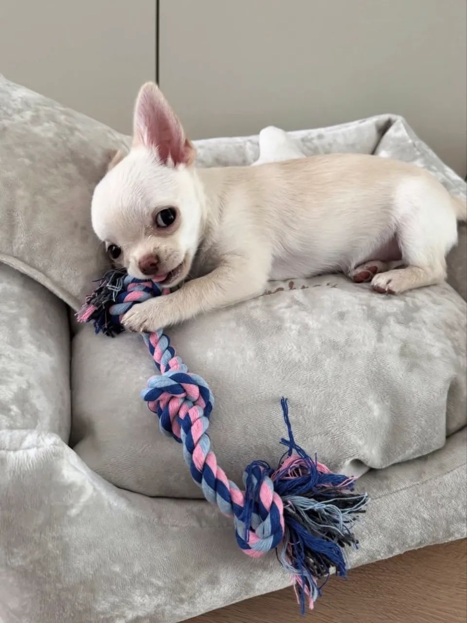 Chihuahua macho 