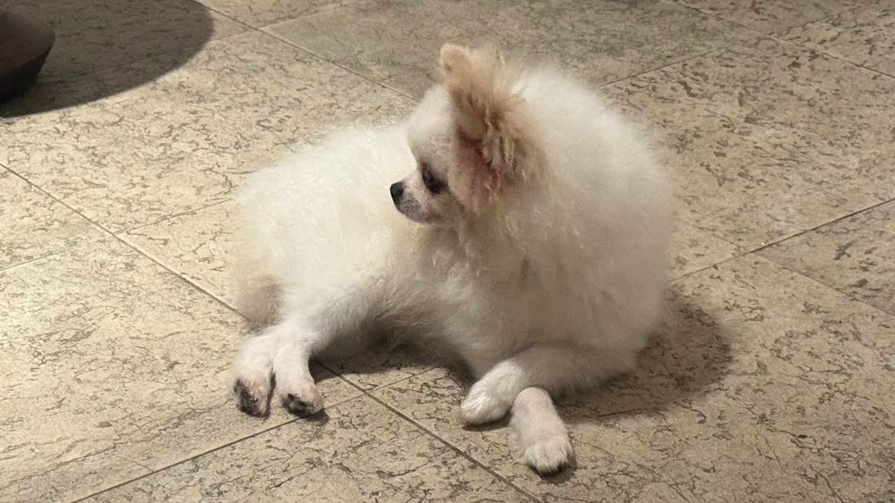 Spitz Alemão  - Foto 3