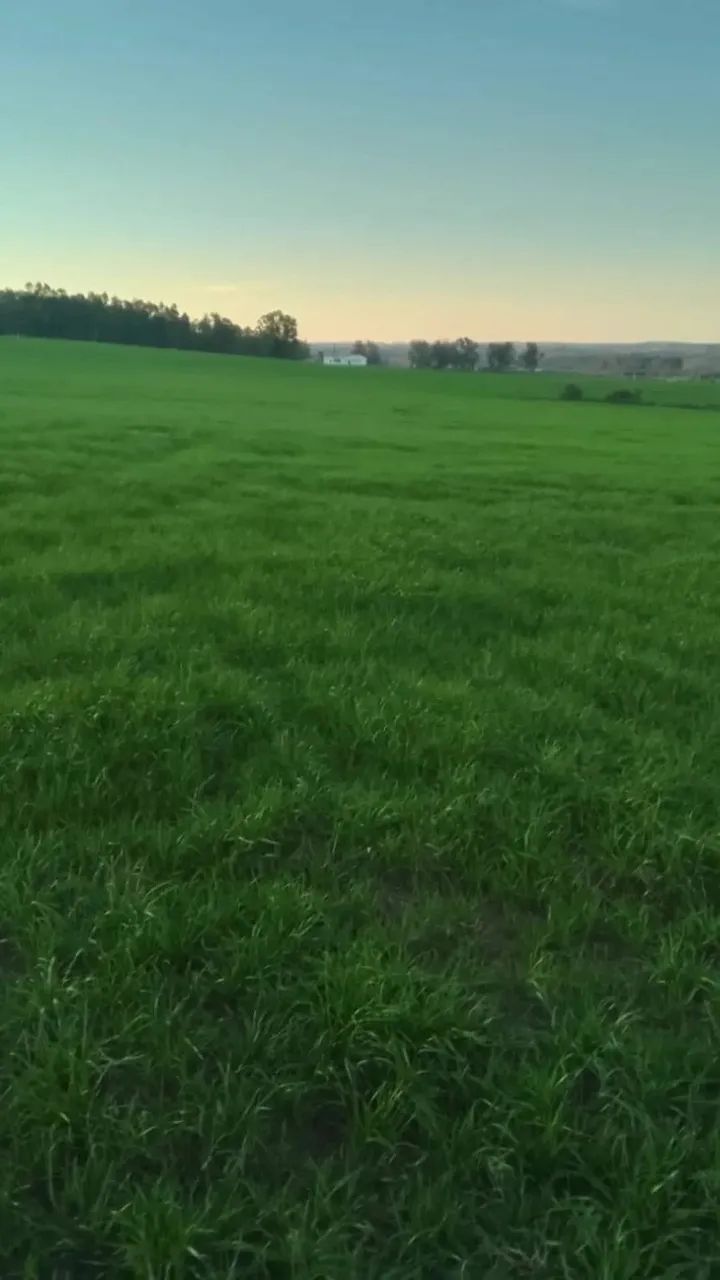 .Estância 121 hectares à venda em Seival RS, soja,arroz e pecuária - Foto 12