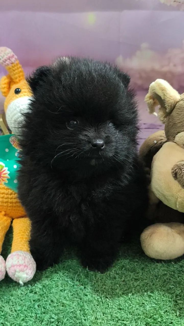 Spitz Alemão 