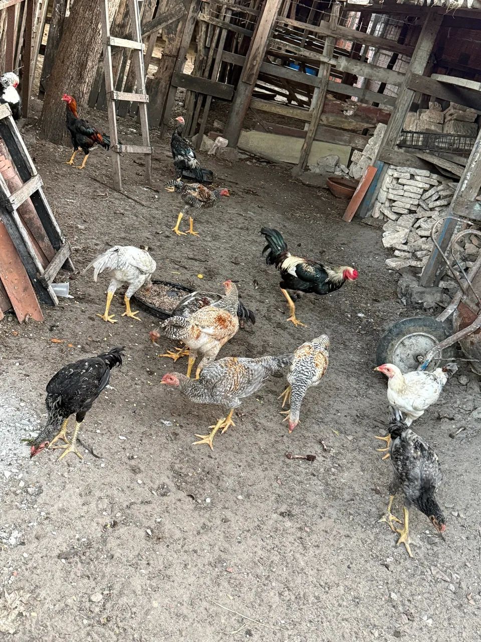 Galinhas e frangos  - Foto 5