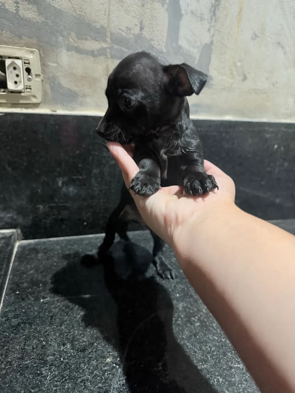 Pinscher  - Foto 4