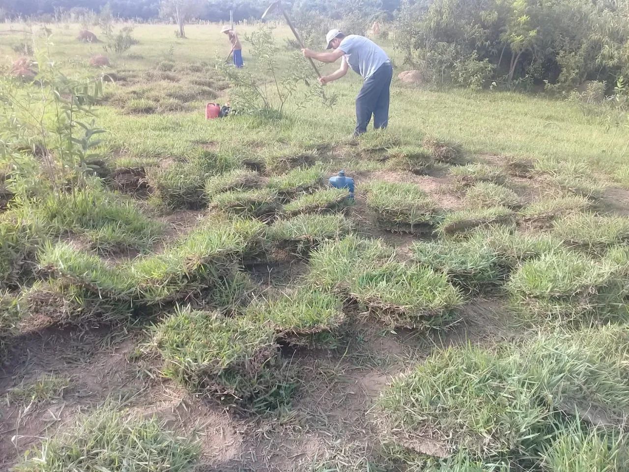 Grama batatais  - Foto 4