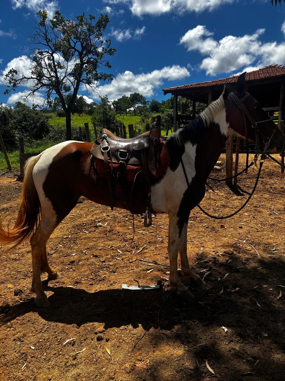 Potra pampa de castanho amojando marcha picada - Foto 2