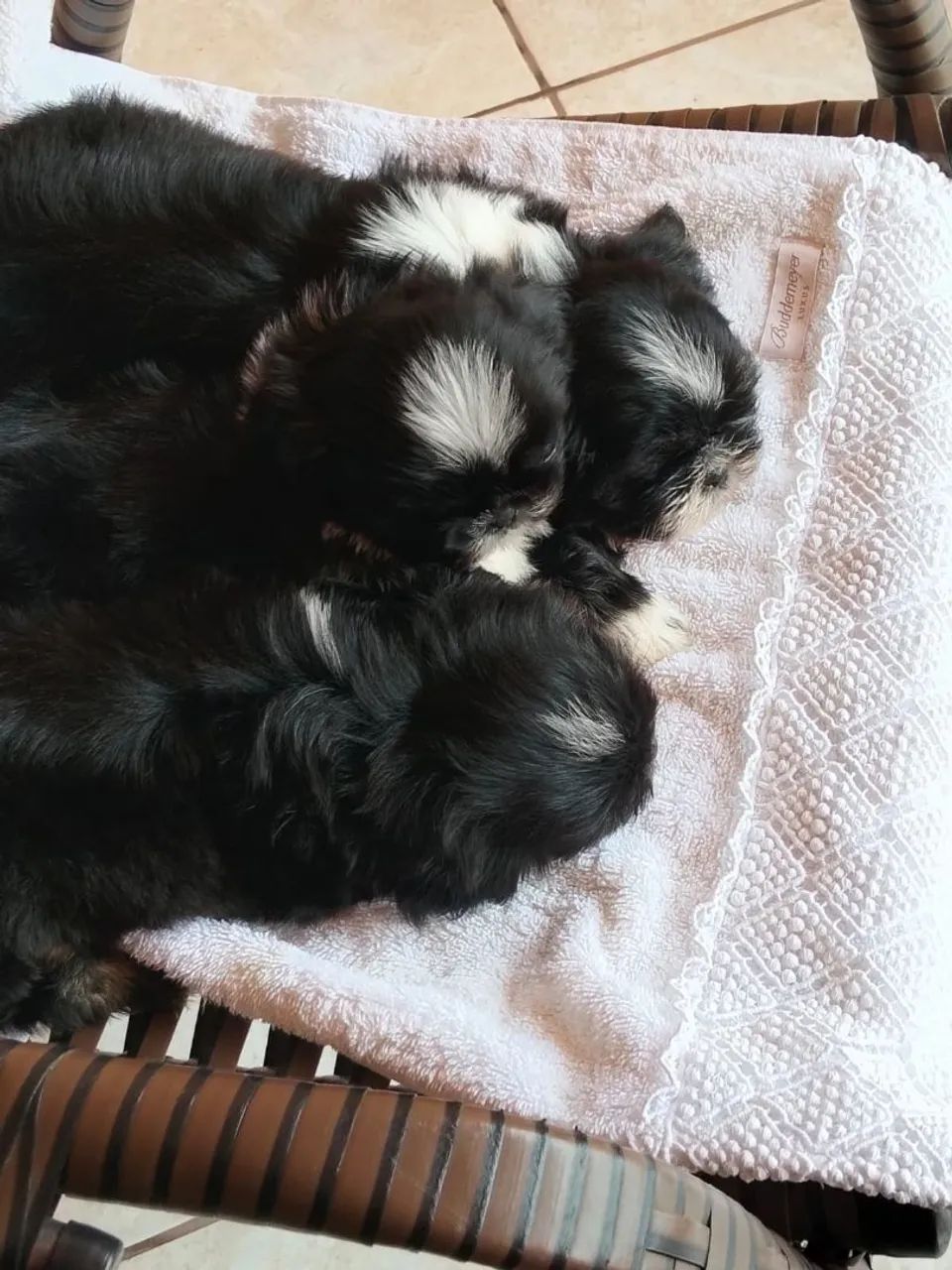 Shihtzu macho - Foto 3