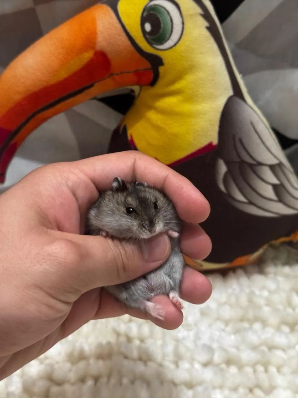 Hamster  - Foto 2