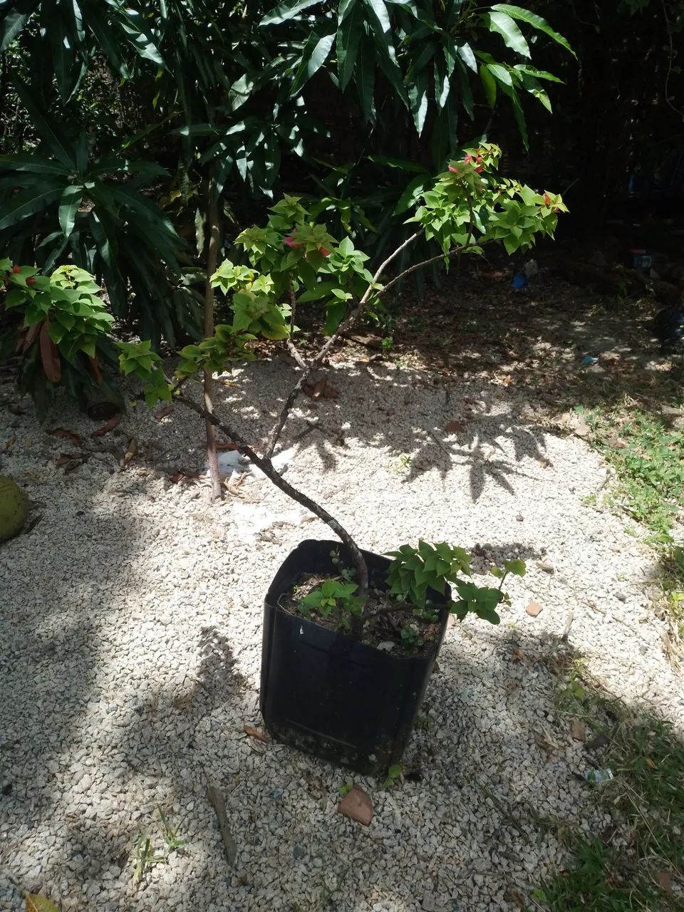 Buganville  - Foto 3