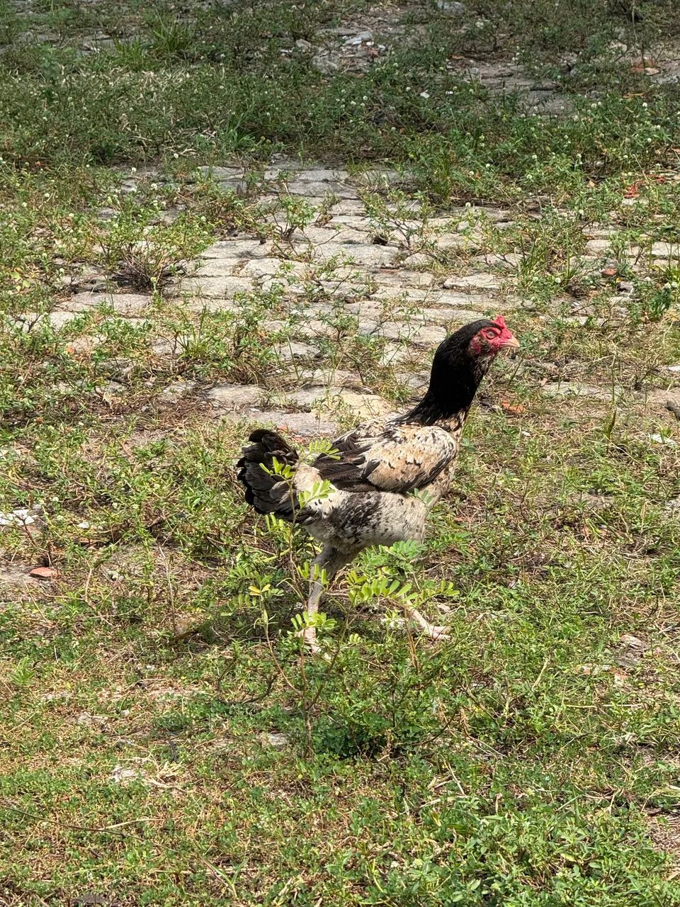 Galinha e galo - Foto 4