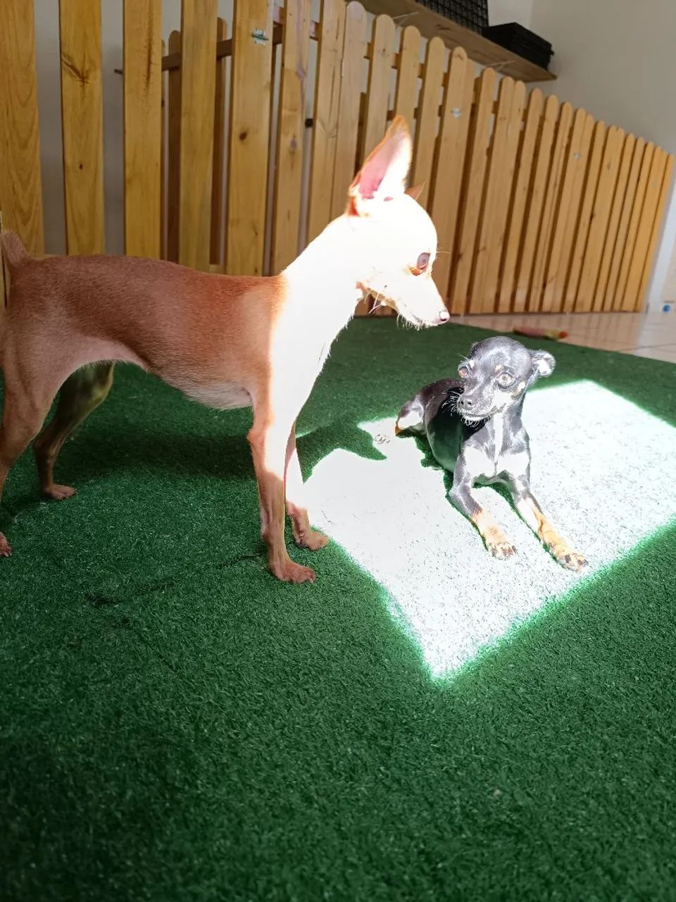 Filhotes de Pinscher 0 - Foto 3