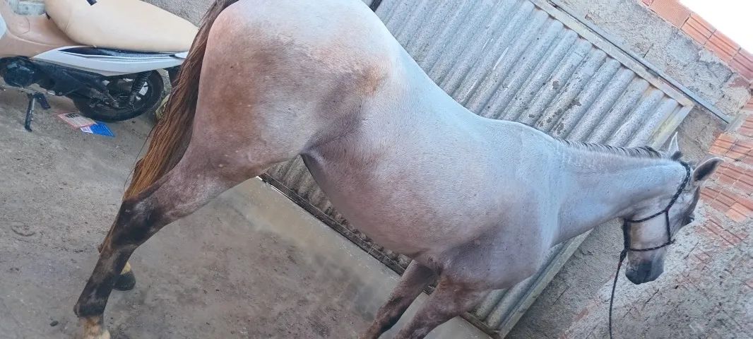Cavalo  - Foto 2
