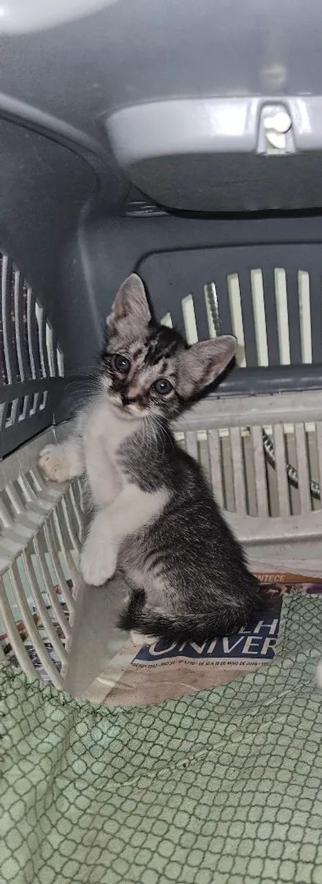Doação gatinhos - Foto 3