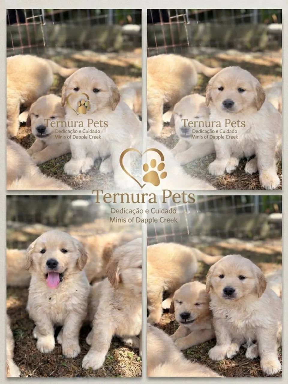 Golden  - Foto 2