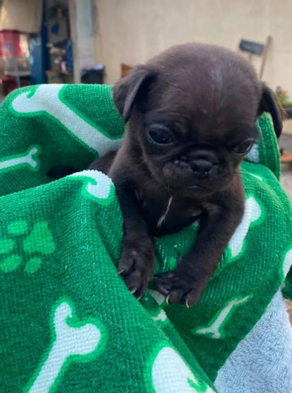 Pug macho disponível  - Foto 2
