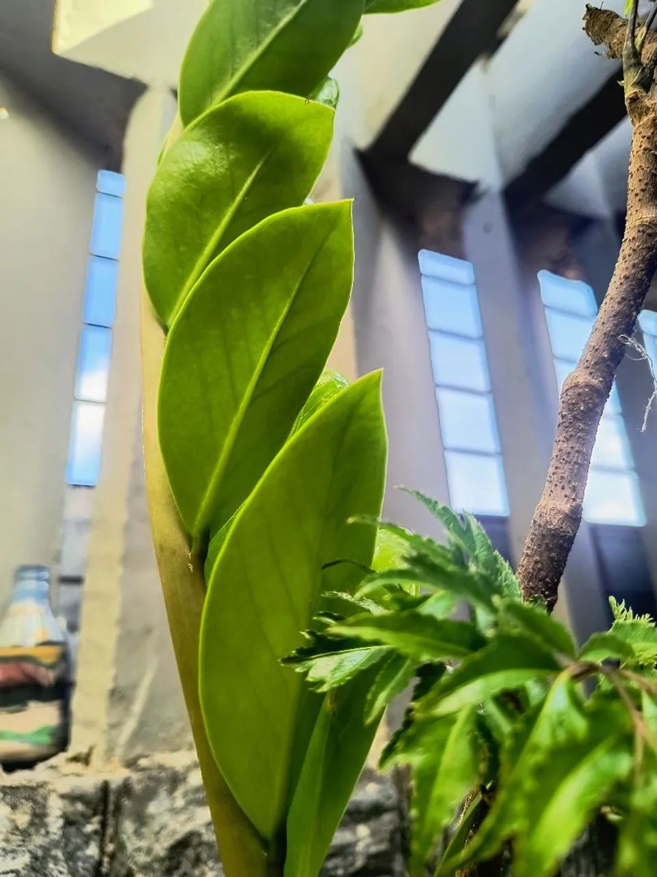 Jarra leiteira com plantas belíssima zamioculca árvore da felicidade singônio aglaonema - Foto 4