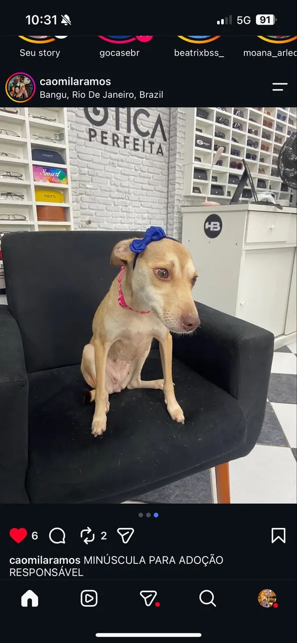 Adoção responsável  - Foto 2