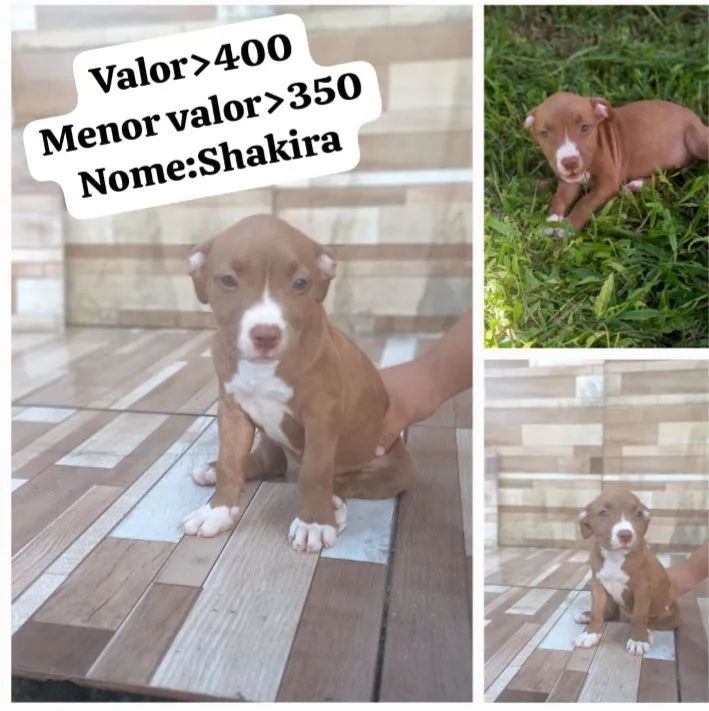 Filhote de pitbull 