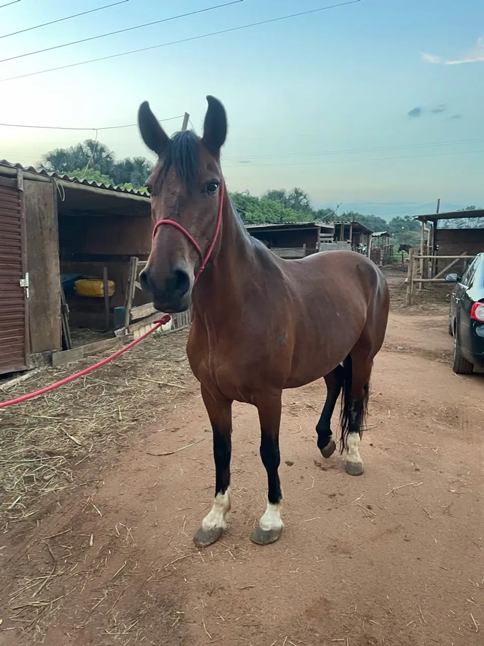 Vendo cavalo - Foto 2