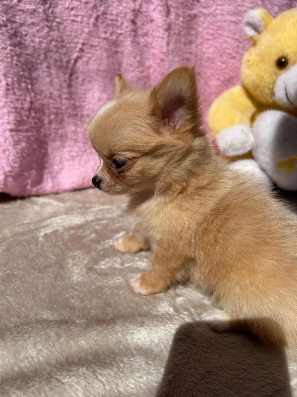 Vendo chihuahuas micro  - Foto 4