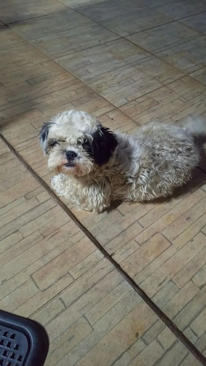 Doando Shitzu  - Foto 2