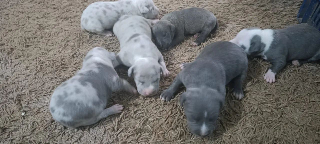 Filhotes pitmonter  - Foto 4