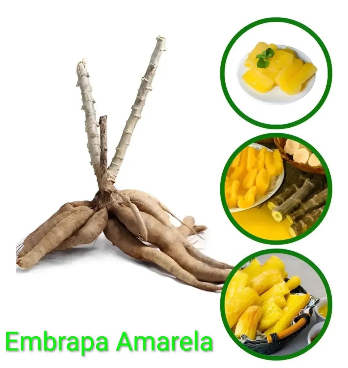 Mandioca Embrapa Amarela  - Foto 3