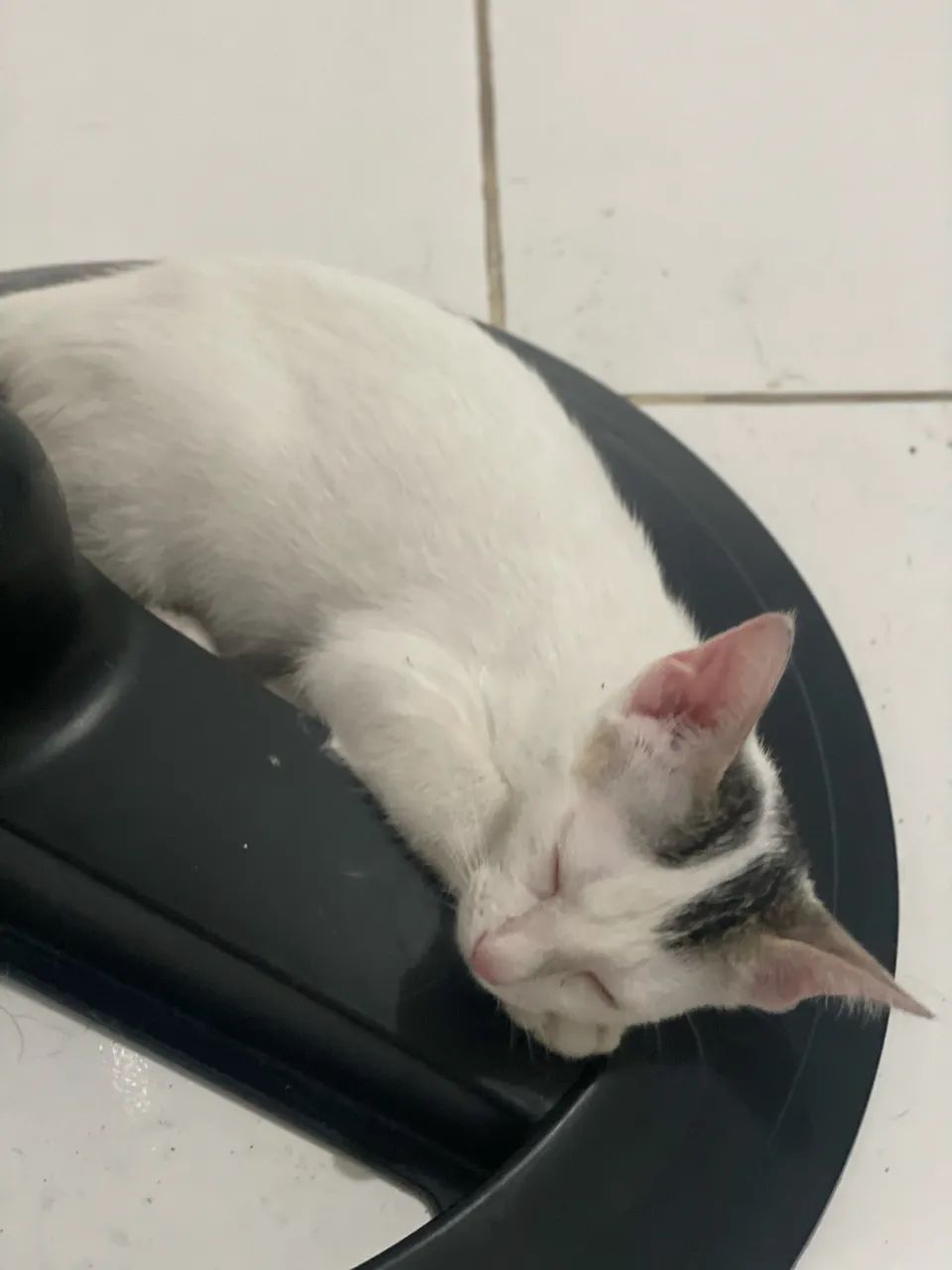 Disponivel para doação  - Foto 3